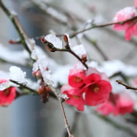 Maison St Mayeul بيت ضيافة 3*