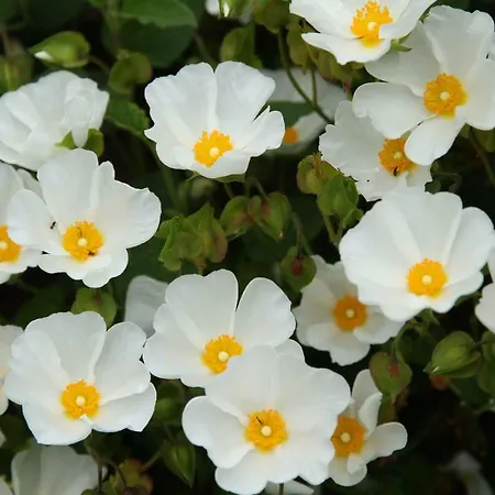 Maison St Mayeul 3*