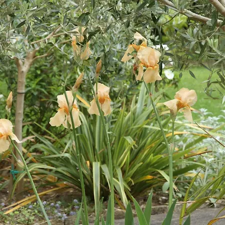 Maison St Mayeul بيت ضيافة Bouere