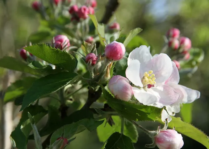 Penzion Maison St Mayeul 3*