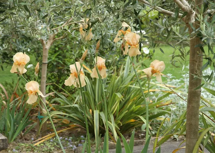 Maison St Mayeul Penzion Bouere